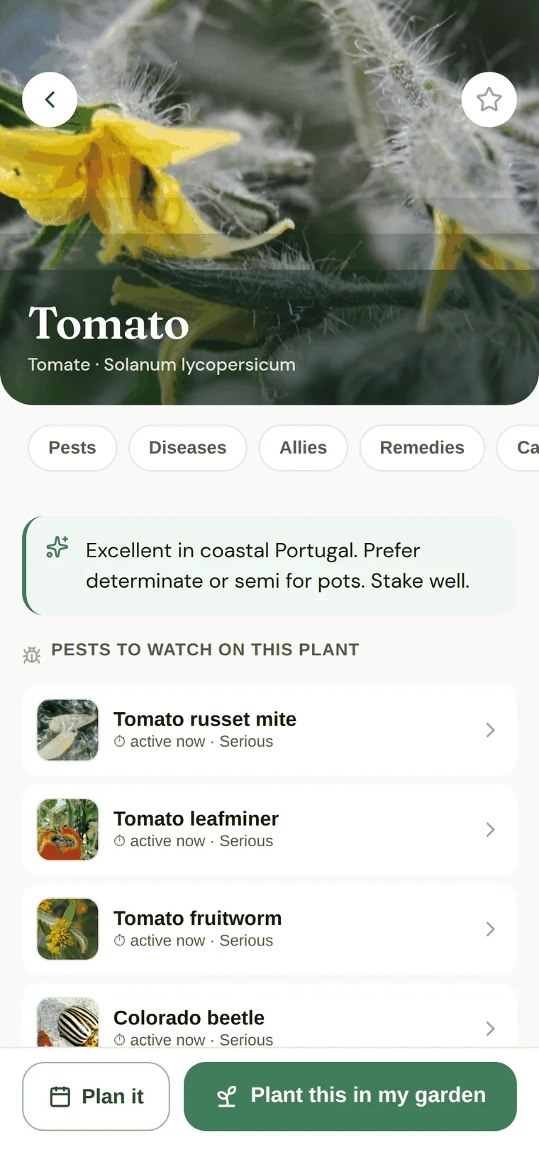 The tomato page: photo, coastal growing note, and the pests to watch.